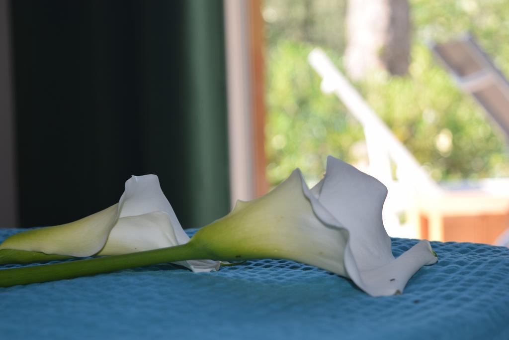 "Casabana" - Relax Tutto L'Anno - Giardino - Piscina Top Malcesine Eksteriør bilde